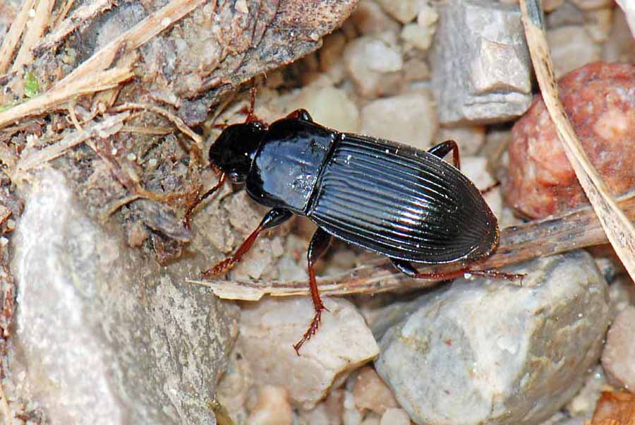 Carabidae tibie rosse da ID. Harpalus atratus